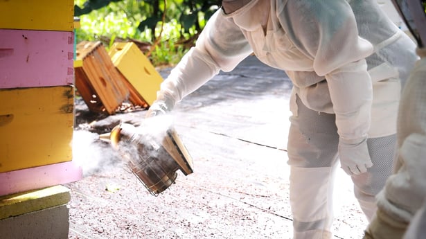 Hanai Hives 3